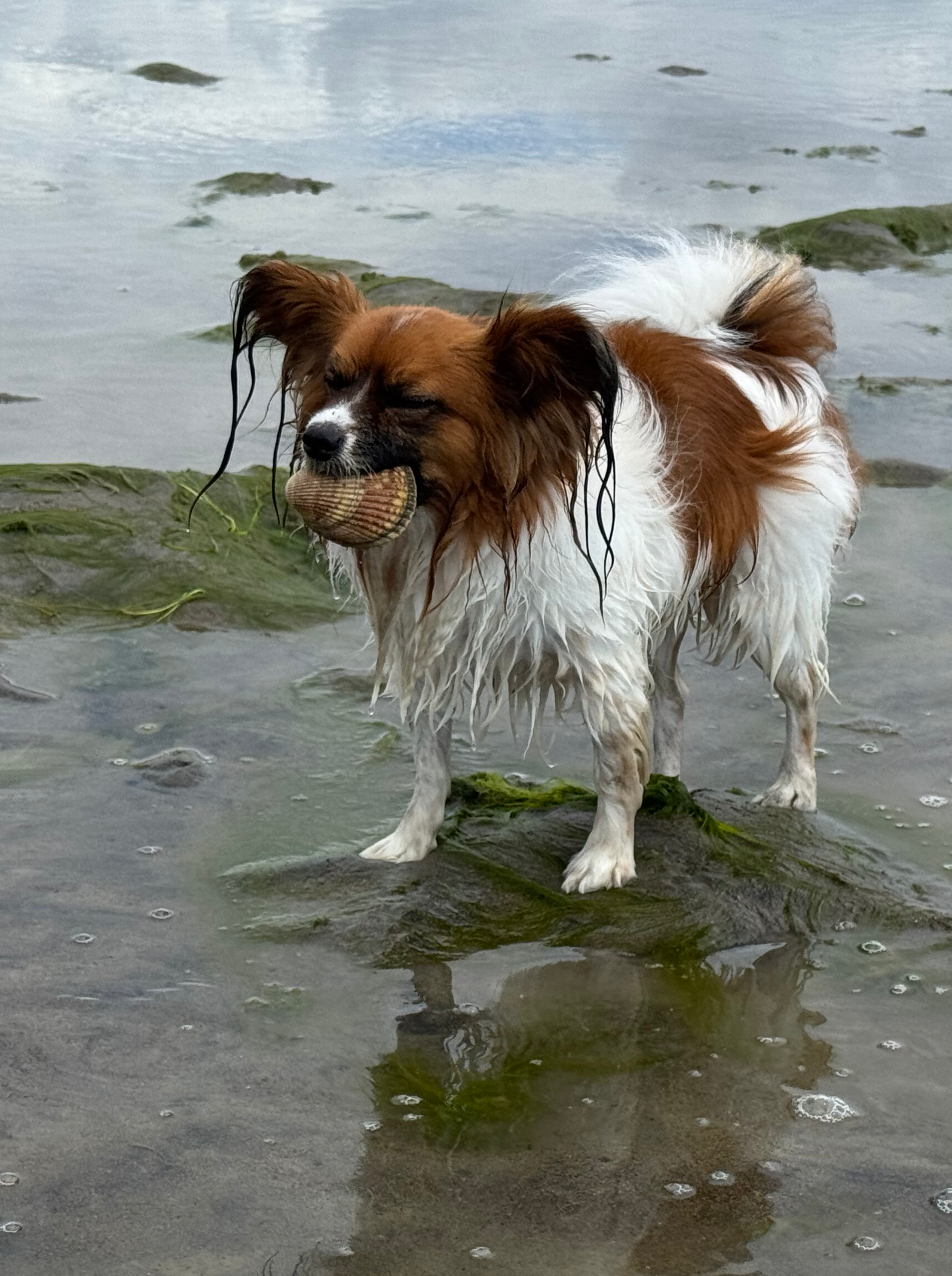 my dog holding a clam in his mouth